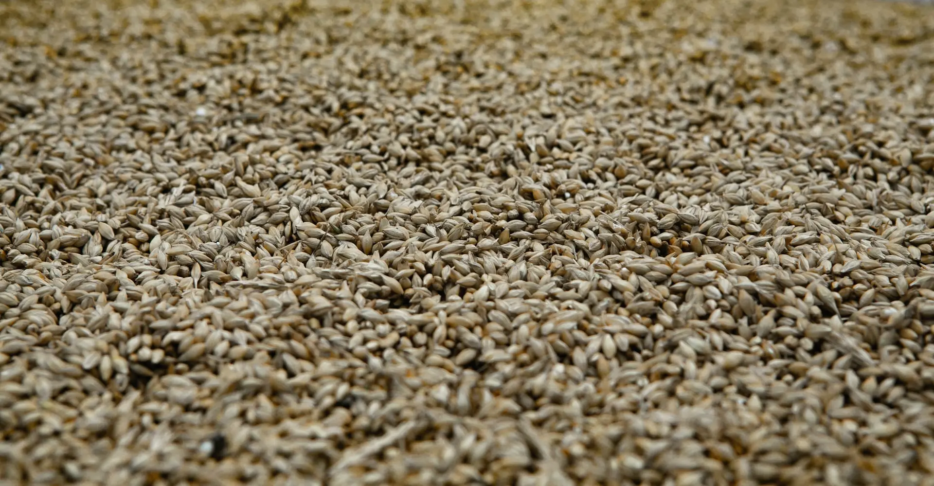 white and brown dried leaves
